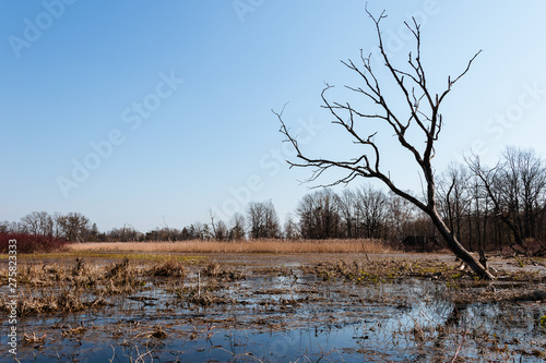 Wallpaper Mural Colorful wild wetland landscape with yellowish red reeds and dead trees trunks, branches with their reflection in clear blue water on a sunny day. Torontodigital.ca