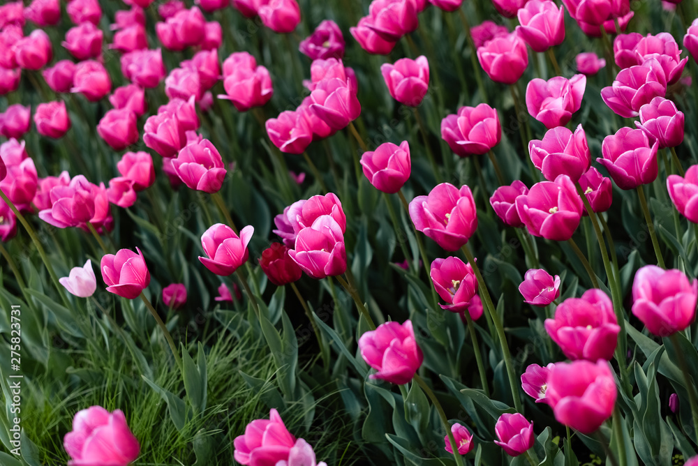 Pink tulips - photo with lots of flowers