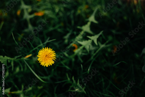 Dandelion in the grass - photo of flowers in summer