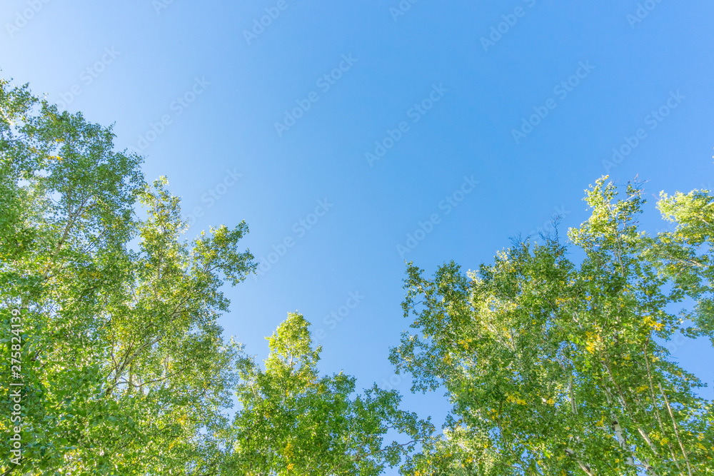 Green crown trees view from below into the sky. Green crown of trees against the sky. View of the sky through the trees from below Green crown trees view from below into the sky. Green crown of trees against the sky. View of the sky through the trees from below