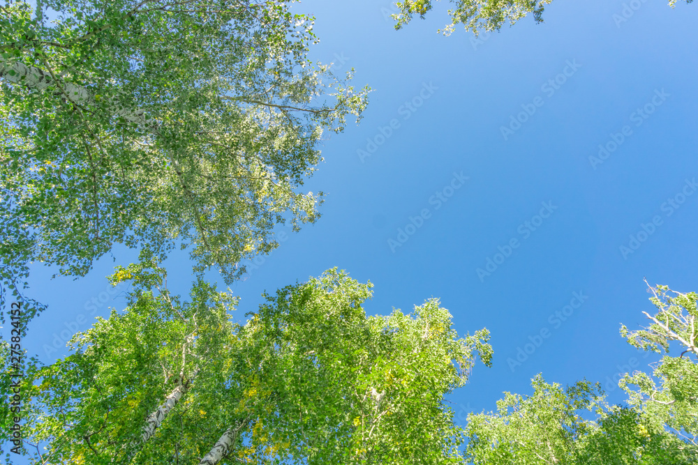 Green crown trees view from below into the sky. Green crown of trees against the sky. View of the sky through the trees from below Green crown trees view from below into the sky. Green crown of trees against the sky. View of the sky through the trees from below