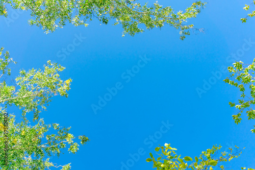 Green crown trees view from below into the sky. Green crown of trees against the sky. View of the sky through the trees from below