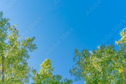 Green crown trees view from below into the sky. Green crown of trees against the sky. View of the sky through the trees from below