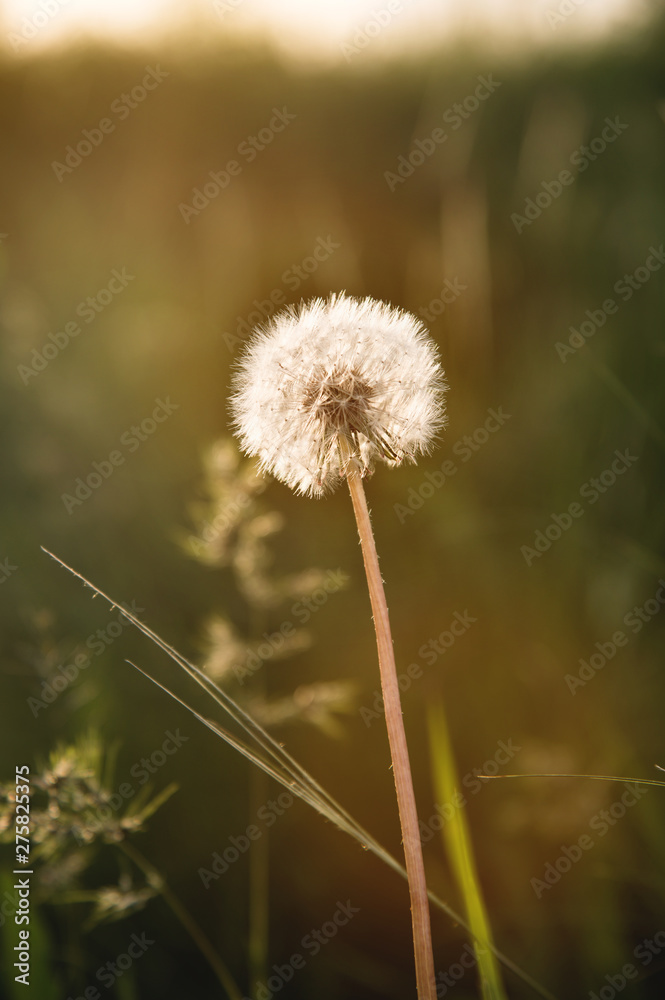 Transparent dandelion seed head at sunset in green grass close-up with highlights from the sun