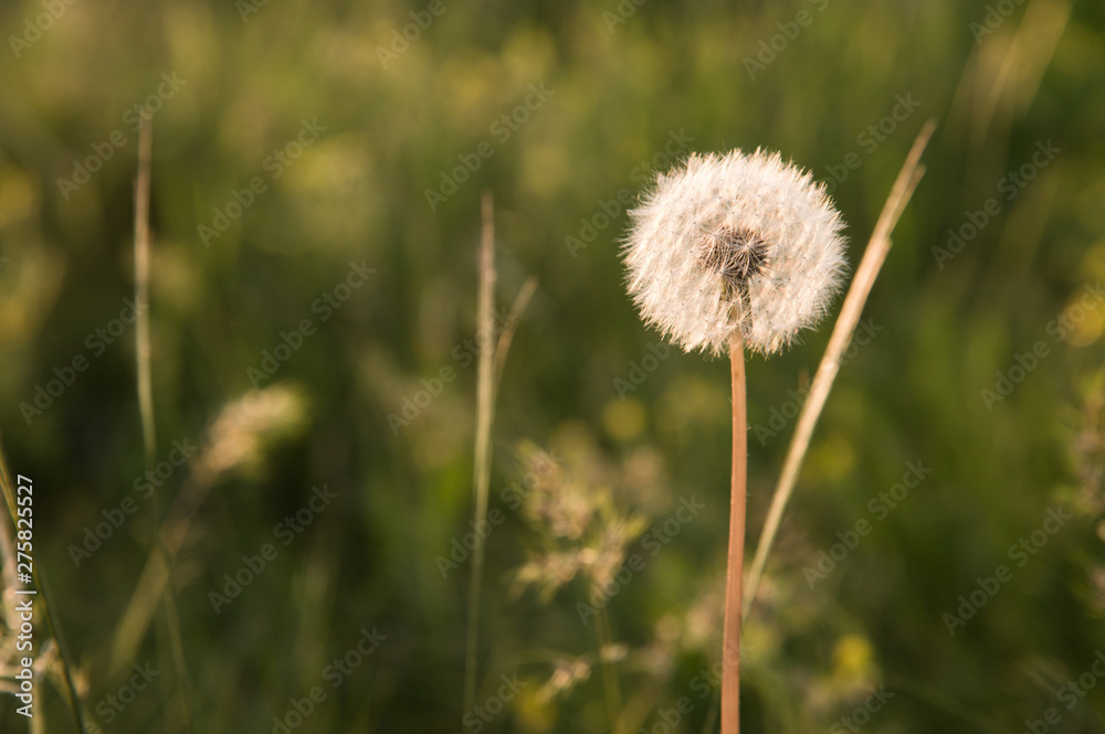 One early spring dandelion head seeds on green bokeh background selective focus. Sunset photography One early spring dandelion head seeds on green bokeh background selective focus. Sunset photography