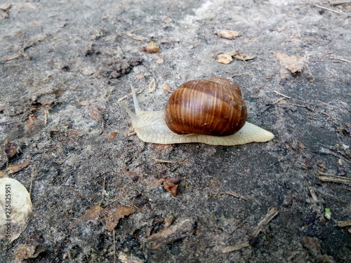 A big snail crawling on the ground with a shell