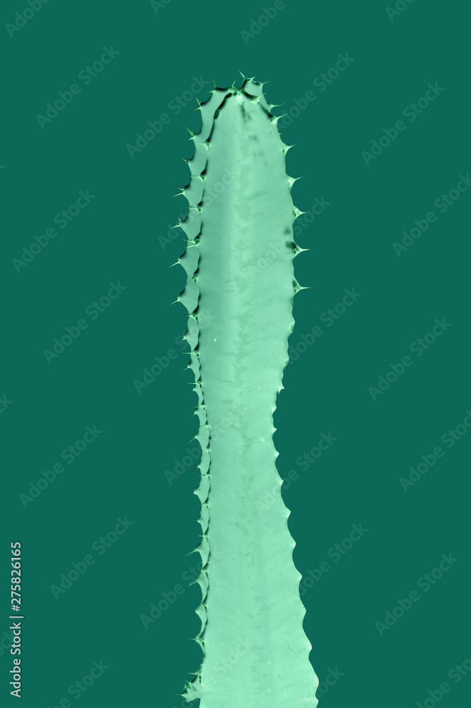 Naklejka premium Beautiful colorful modern design cactus 