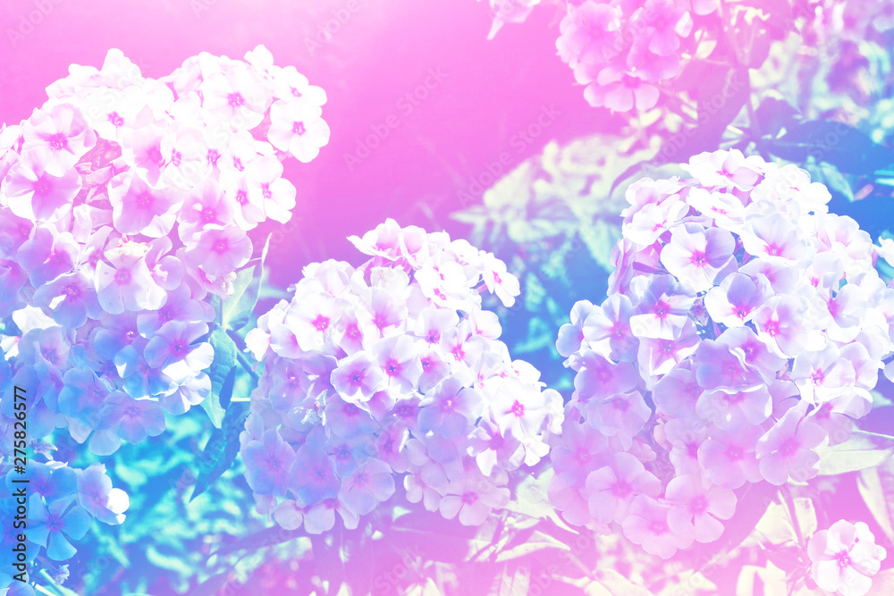 Fototapeta premium Colorful phlox flowers on a background of the autumn landscape