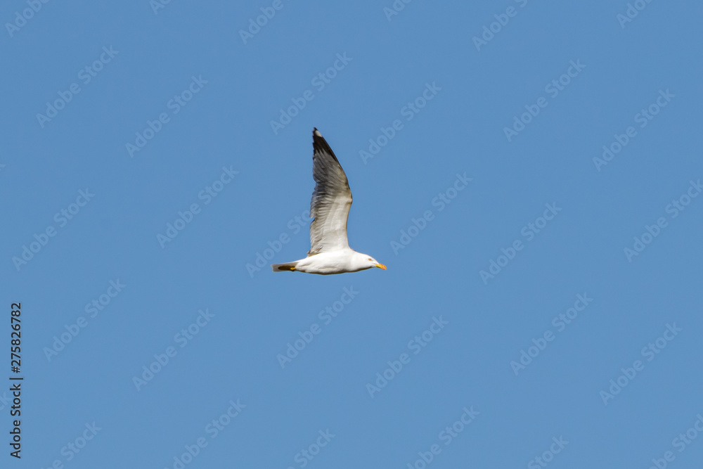 Obraz premium European herring gull (Larus argentatus), Auvergne, France.