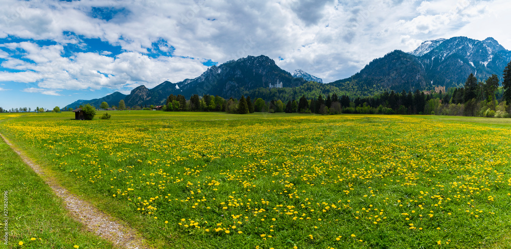 Beautiful green field and yellow flowers with green forest, mountains and blue sky view and neuschwanstien castle and Hohenschwangau castle in background