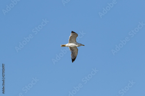 European herring gull  Larus argentatus   Auvergne  France.