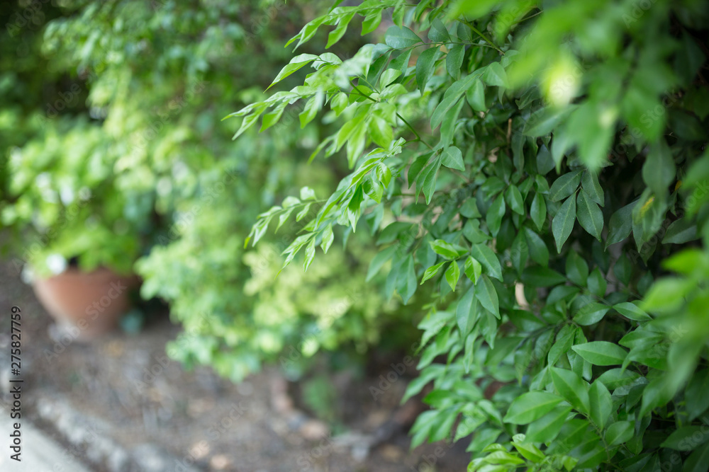 Green bushes background with fresh leaves texture Green bushes background with fresh leaves texture