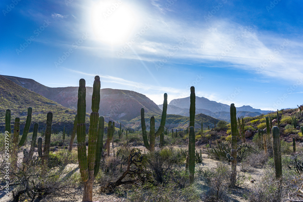 cactus in Baja California, Mexico