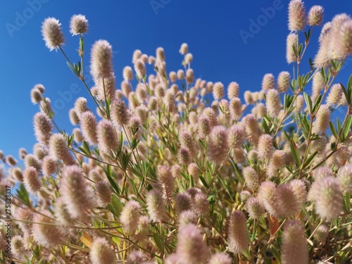 Trifolium flowers on background of blue sky