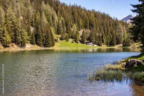 View of a small lake, green meadows with a Eurasian coot (Fulica atra) in front of high mountains at blue sky in the Swiss Alps in the Davos / Kloster area. photo