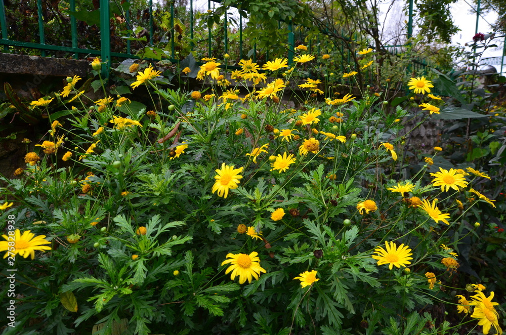 field of yellow flowers