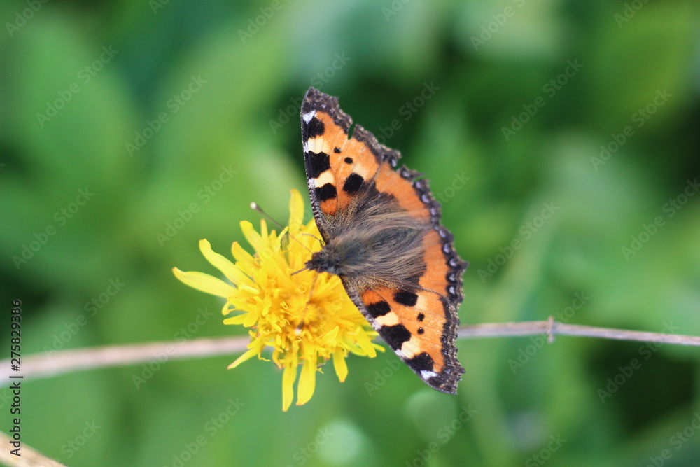 A cute little butterfly landing on a flower A cute little butterfly landing on a flower