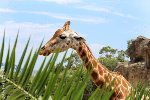 Photography A giraffe