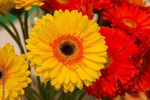 Beautiful yellow and orange asters closeup. Flowers