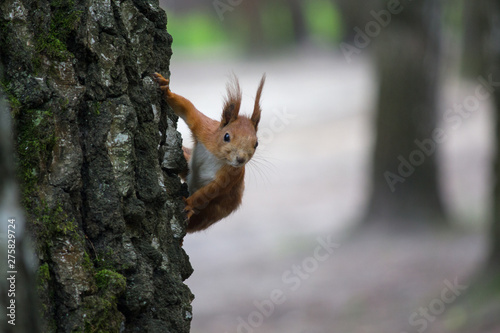 Amusing red squirrel looks out because of a tree. Animals
