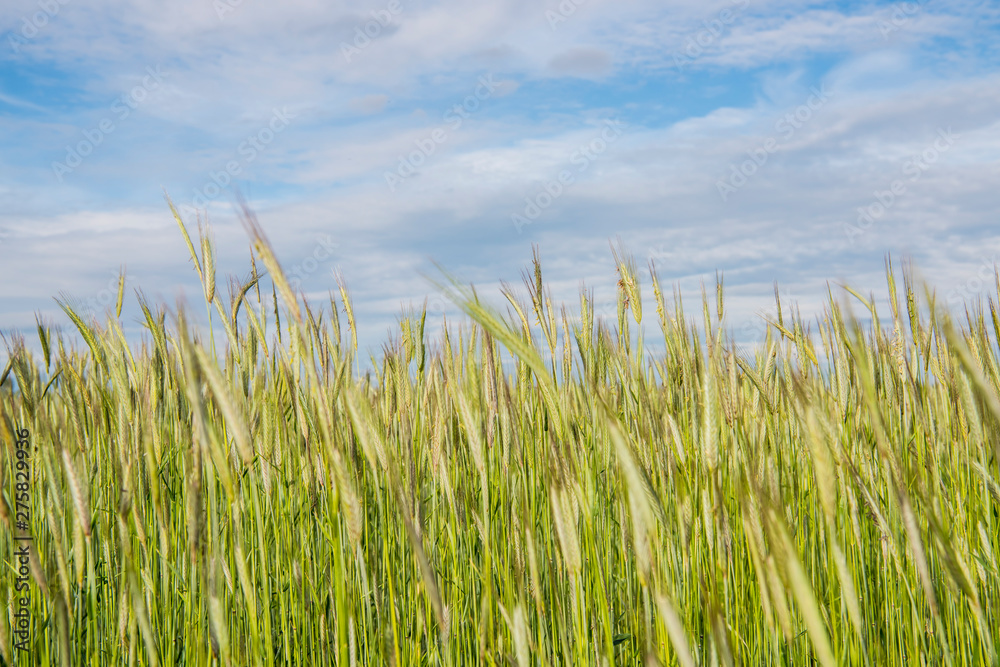 Golden-green rye field on sunny summer day. Golden-green rye field on sunny summer day.