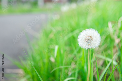 White dandelion with green background. nature green backgound