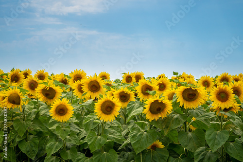 Fototapeta Naklejka Na Ścianę i Meble -  Sunflower Field