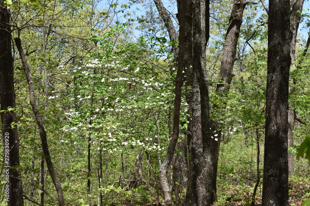 Missouri Ozark Spring: Dogwood in Bloom 3 Missouri Ozark Spring: Dogwood in Bloom 3