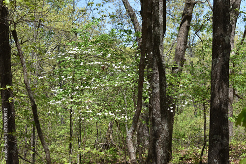 Missouri Ozark Spring: Dogwood in Bloom 3