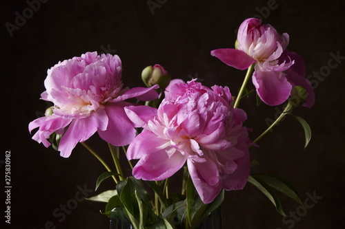 Beautiful background with pink peony flowers 