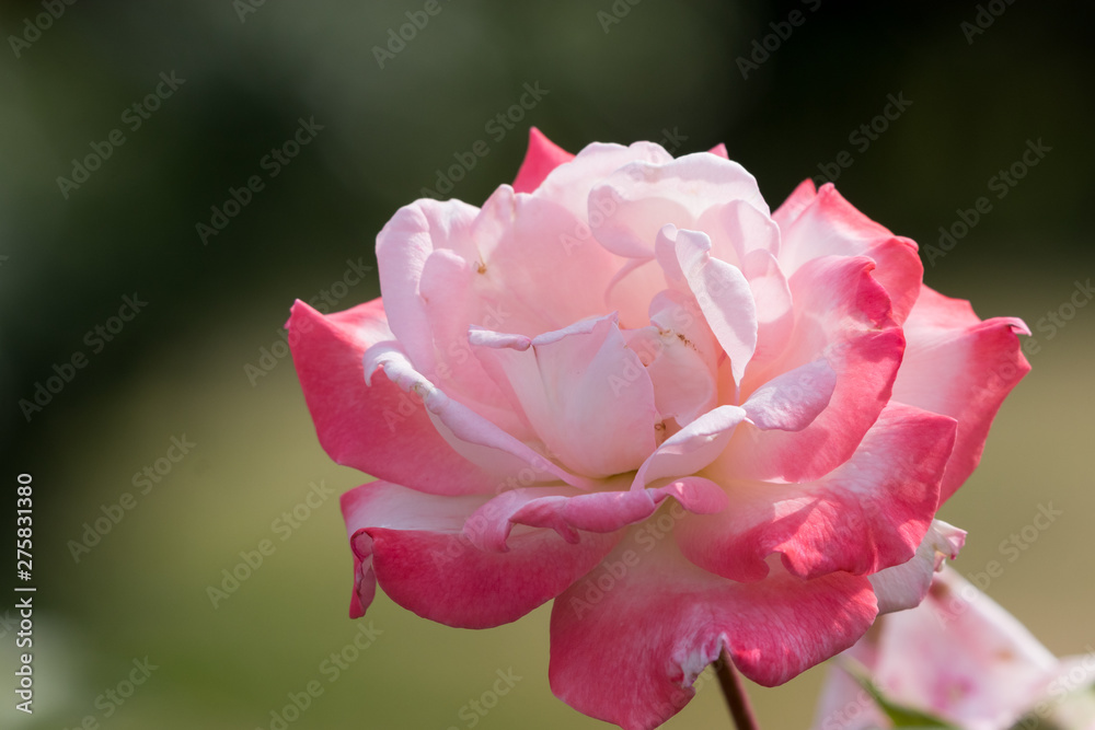 Obraz premium バラの花 千葉県八千代市