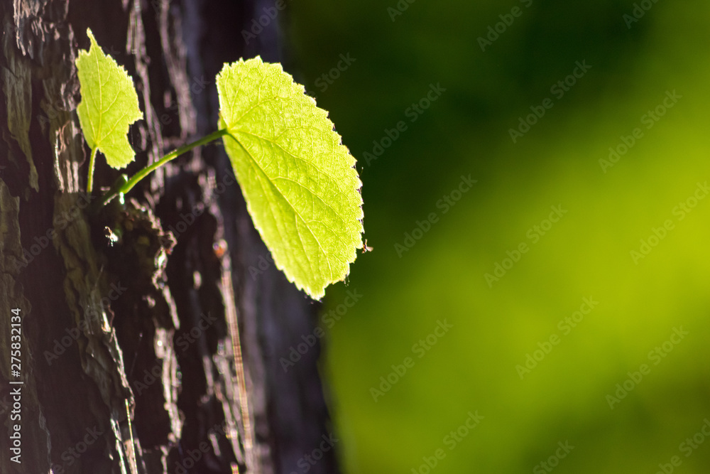 Obraz premium Frische Triebe am Ast eines Laubbaums zeigt die Vitalität und natürliche Gesundheit dieser lebensspendenden Pflanze, die CO2-Emissionen per Chlorophyll in Sauerstoff umwandeln kann