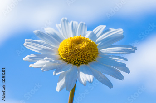 The macro shot of the beautiful chamomile or daisy flower on the background of the blue sky with clouds in the sunny weather of summer or spring day