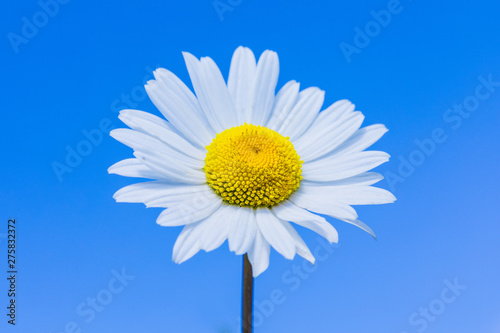 The macro shot of the beautiful chamomile or daisy flower on the background of the blue sky with clouds in the sunny weather of summer or spring day
