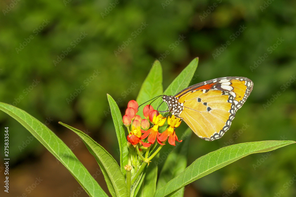 Close up butterfly in nature at park Close up butterfly in nature at park