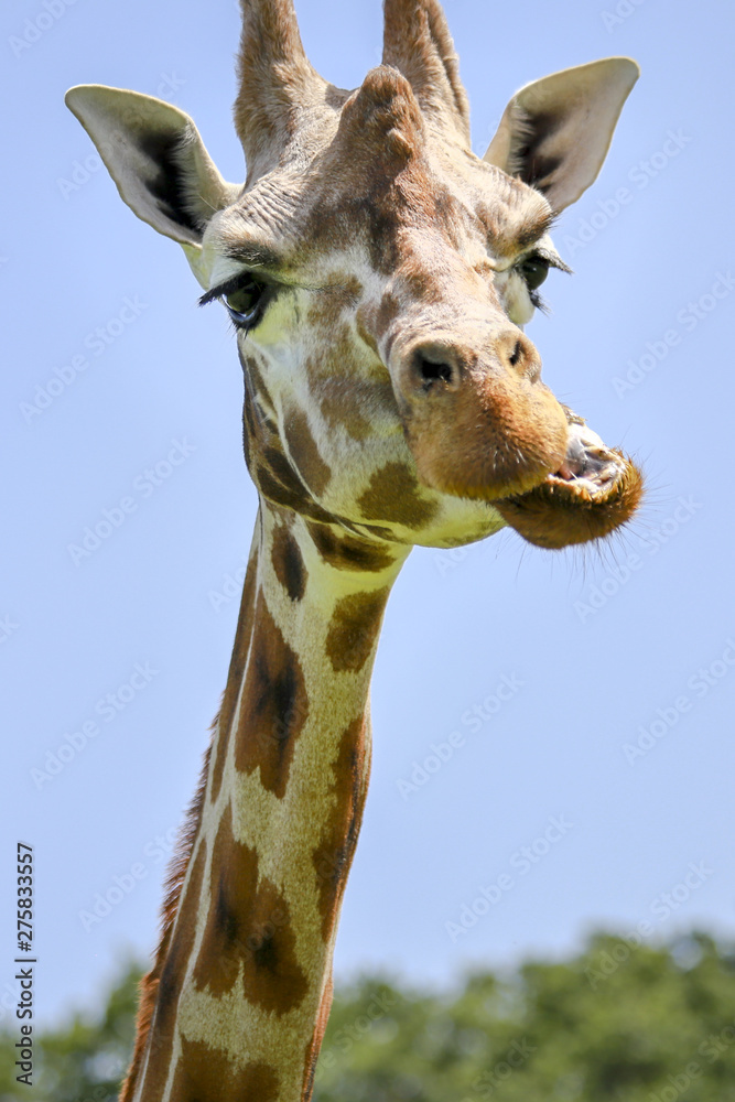 Obraz premium Rothschild's giraffe