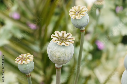 Opium poppy capsules in a garden during summer photo