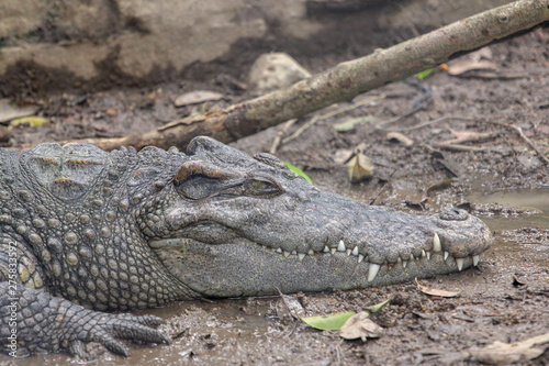 Close up crocodile near the river in thailand.