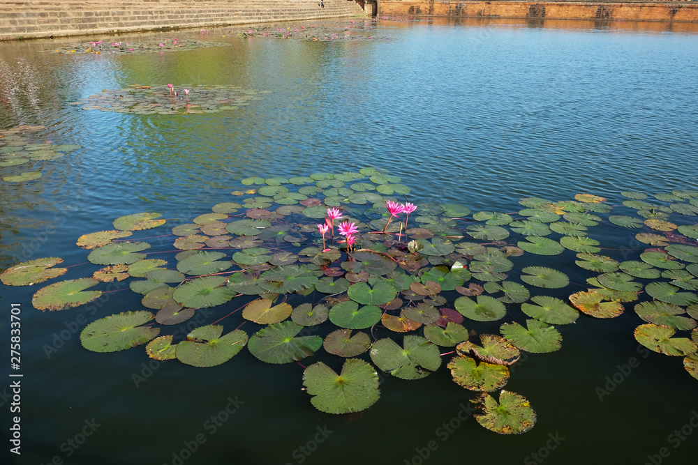 The water surface is covered with leaves and lotus flowers. Lotus flower in a pond. The water surface is covered with leaves and lotus flowers. Lotus flower in a pond.