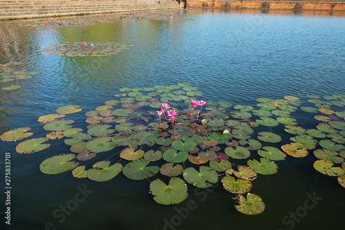 The water surface is covered with leaves and lotus flowers. Lotus flower in a pond.