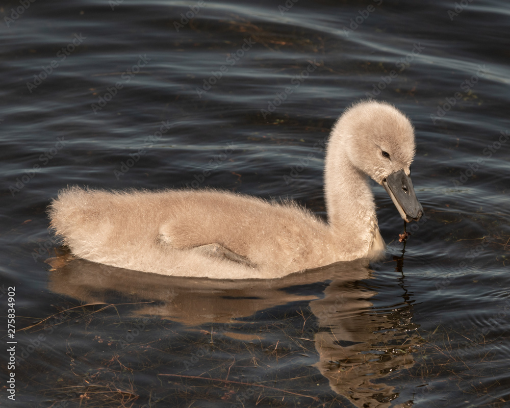 Young Cygnet Swan swimming on a Lake