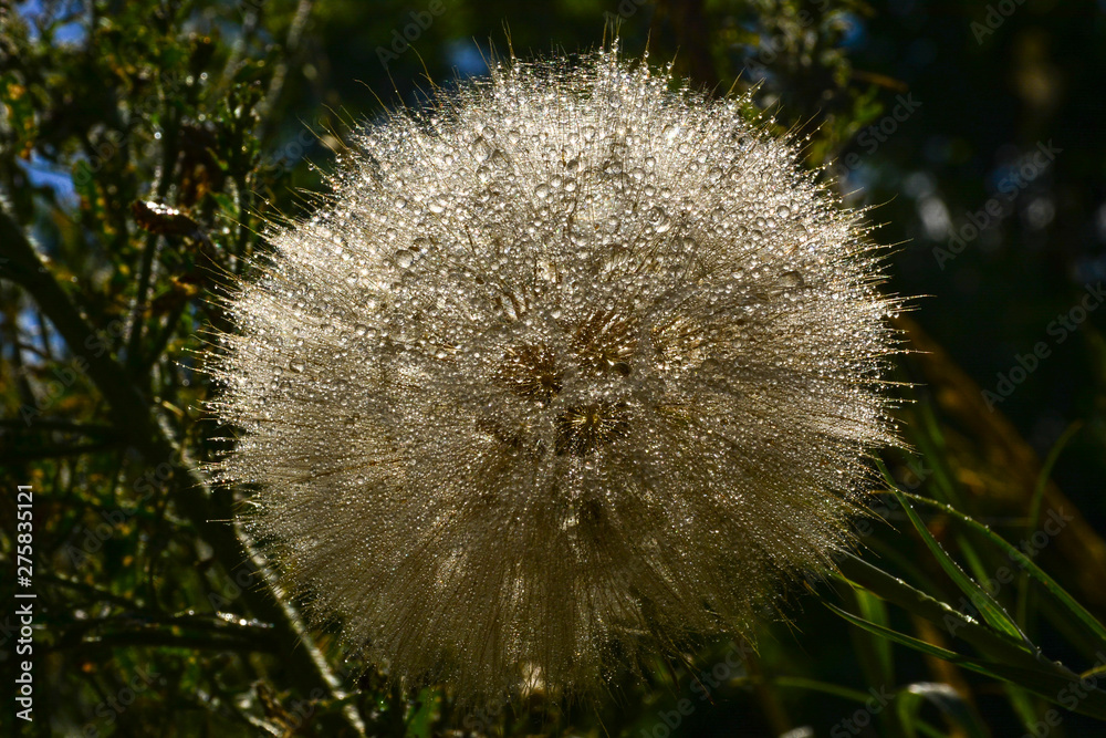 A beautiful dandelion covered with water drops after rain. 