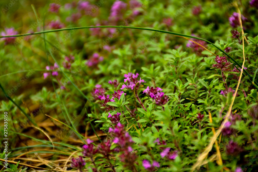 Summer flowers on the meadow. Wildflower meadow, herb meadow, wildflowers. Summer flowers on the meadow. Wildflower meadow, herb meadow, wildflowers.