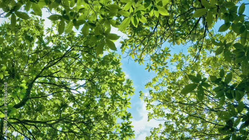 Trees And Blue Sky Above On Perfect Summer Day Trees And Blue Sky Above On Perfect Summer Day