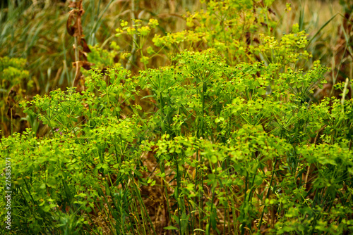 Green grass in sunlight in meadow close-up, macro. Nature blurred abstract background