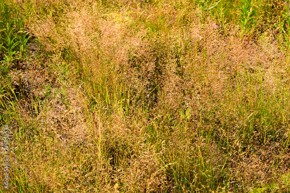 Green grass in sunlight in meadow close-up, macro. Nature blurred abstract background Green grass in sunlight in meadow close-up, macro. Nature blurred abstract background