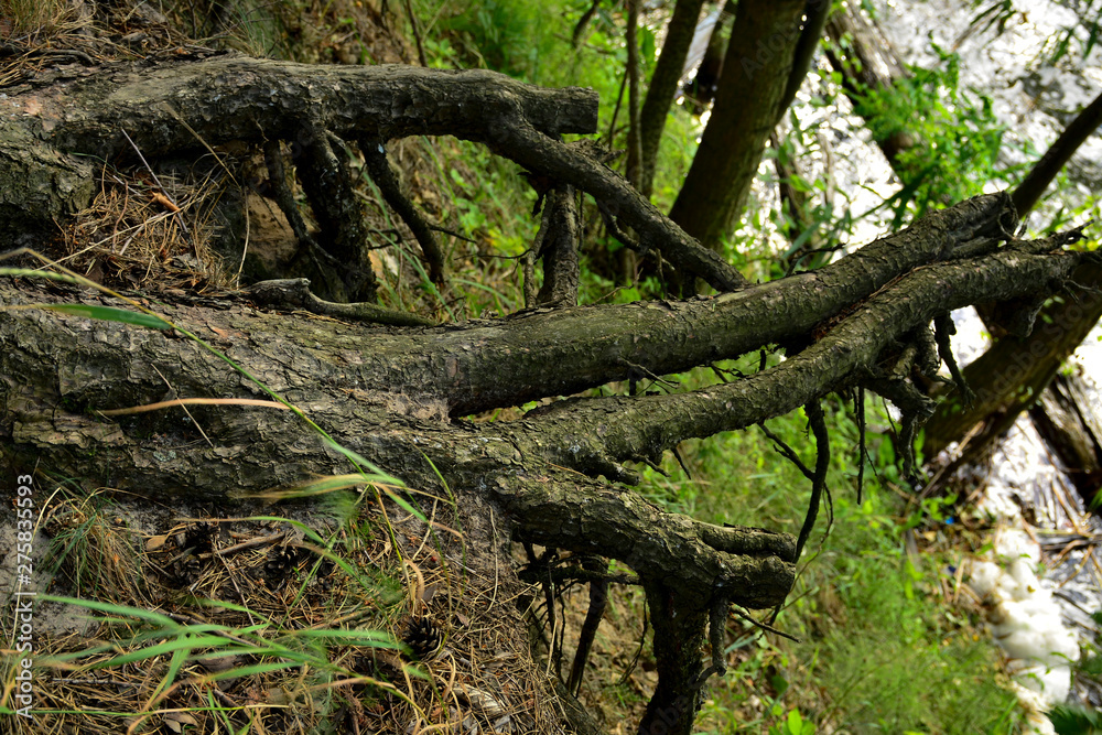 Old tree with roots above the ground Old tree with roots above the ground