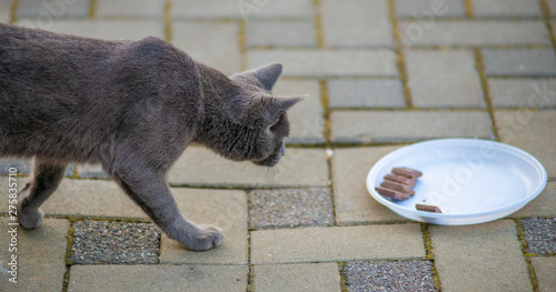 cat, walking on the sidewalk looking at a plate of chocolate