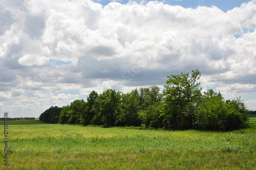 A green spacious sown field, trees and shrubs are planted in the border, clouds in the sky. Good summer day.