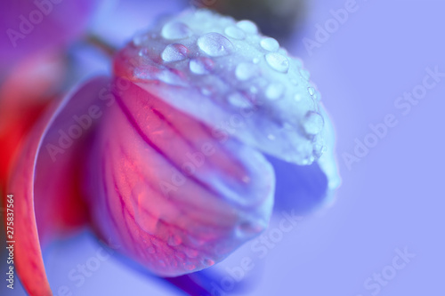 delicate pink Orchid with dew drops close-up on light blue background